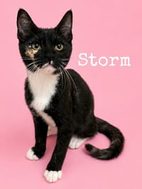 Storm - Photo 1