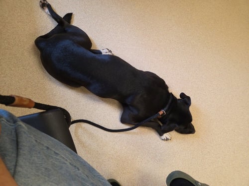 TUXEDO BULLY MIX (COURTESY POST) - Pit Bull Terrier available for adoption