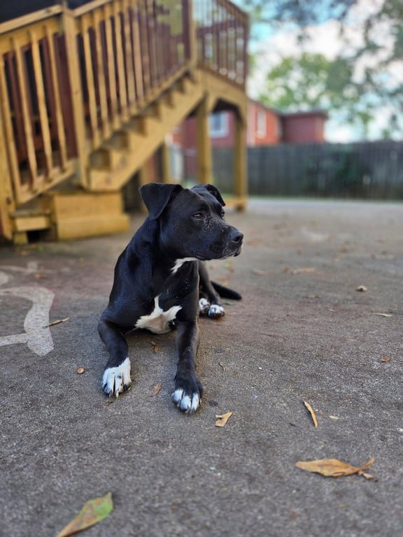 Tuxedo Bully Mix (Courtesy Post) Image