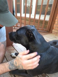 Tuxedo Bully Mix (Courtesy Post) - Photo 3