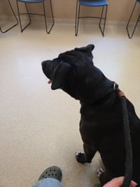 Tuxedo Bully Mix (Courtesy Post) - Photo 4