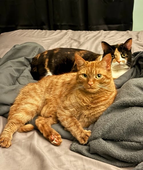 NALA & SQUISH (COURTESY POST) - Domestic Short Hair available for adoption