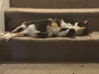 Nala & Squish (Courtesy Post) - Photo 4