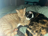 Nala & Squish (Courtesy Post) - Photo 3