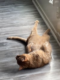 Nala & Squish (Courtesy Post) - Photo 2