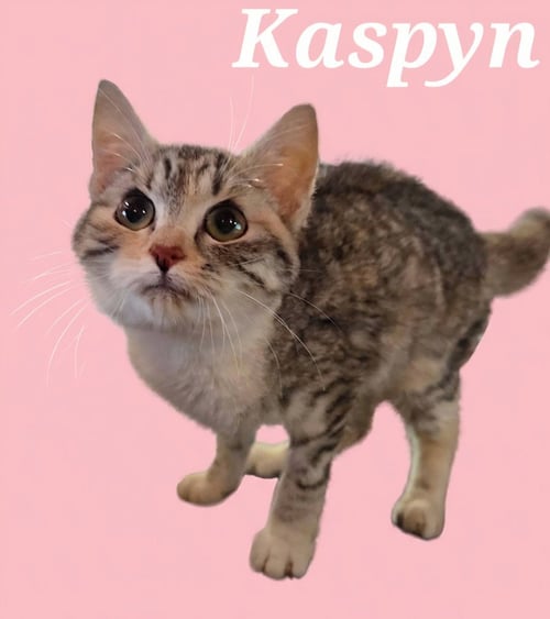 KASPYN - Domestic Short Hair available for adoption