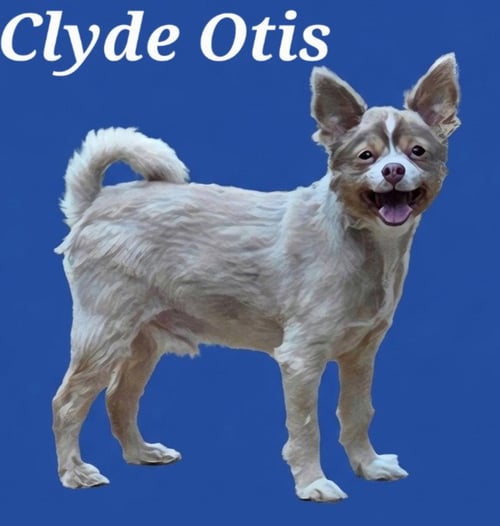 CLYDE - Chihuahua / Terrier available for adoption