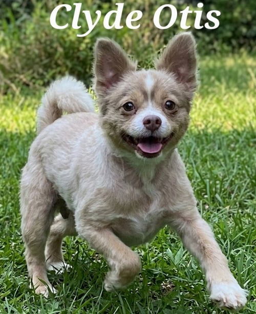 CLYDE - Chihuahua / Terrier available for adoption