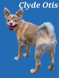 Clyde - Photo 3