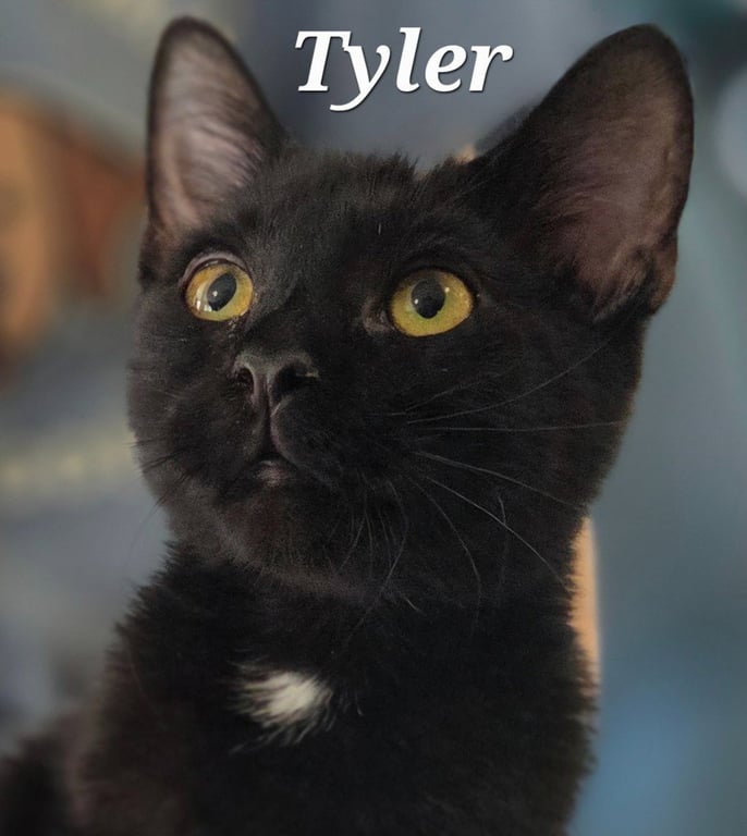 Tyler Image