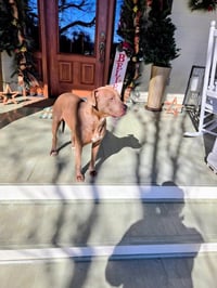 Lola (Courtesy Post) - Photo 4