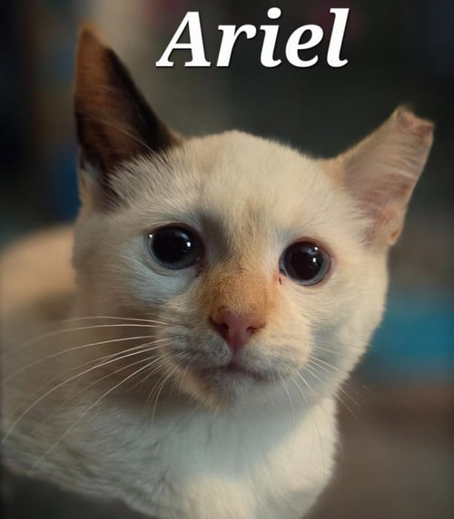 ARIEL - Siamese available for adoption