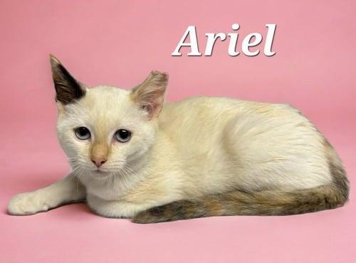 ARIEL - Siamese available for adoption