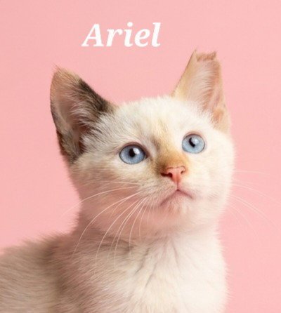 ARIEL - Siamese available for adoption