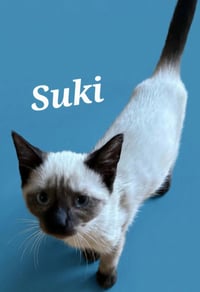 Suki - Photo 1