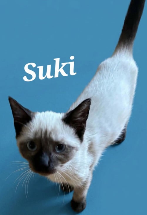 SUKI - Siamese available for adoption