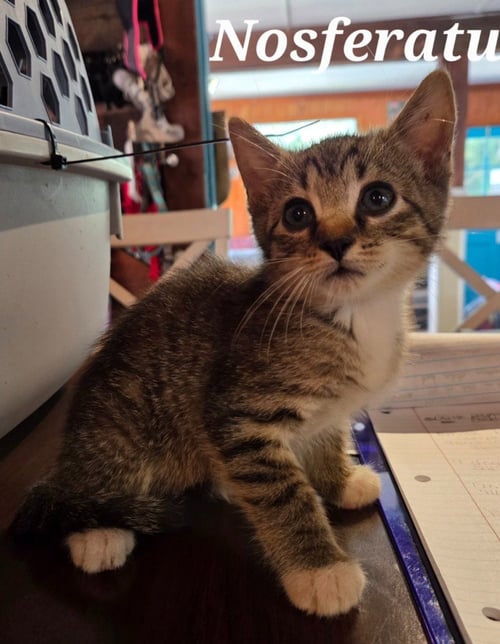 NOSFERATU - Domestic Short Hair available for adoption