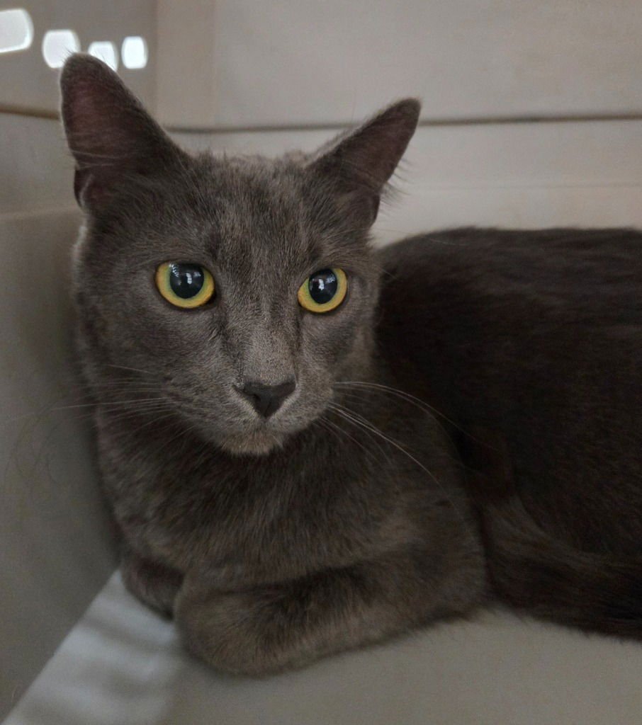 JACKSON - Domestic Short Hair available for adoption