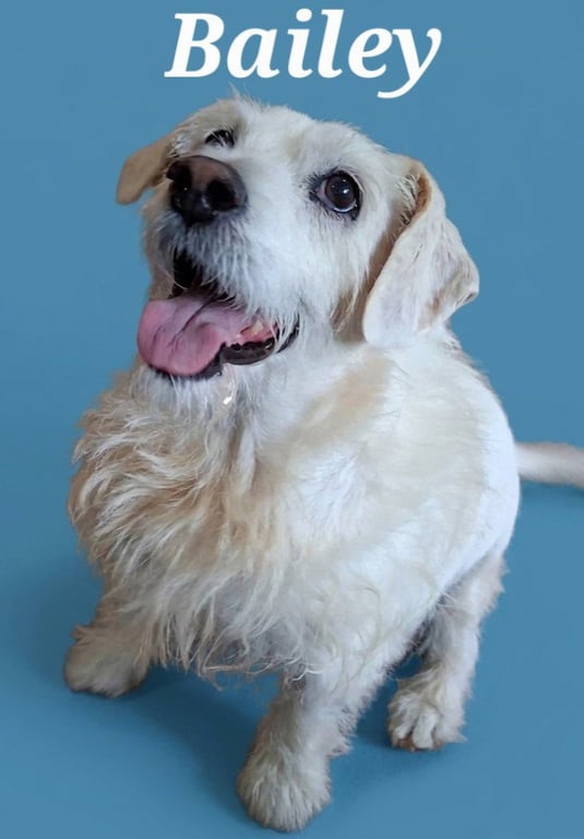 Bailey/Pedro Image