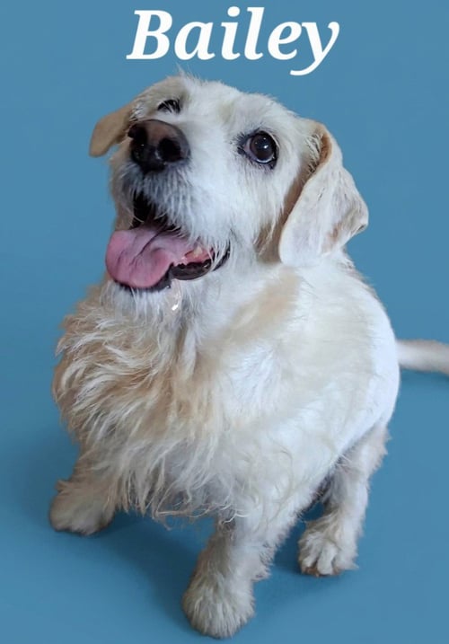 BAILEY/PEDRO - Terrier available for adoption