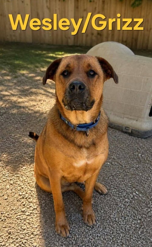 GRIZZ/WESLEY - Boxer available for adoption