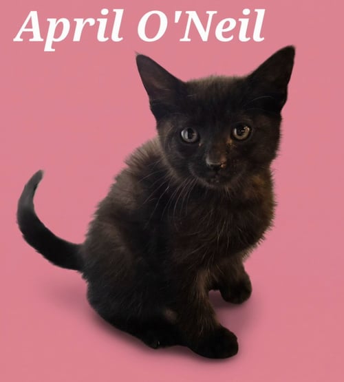 APRIL O'NEIL - Domestic Short Hair available for adoption