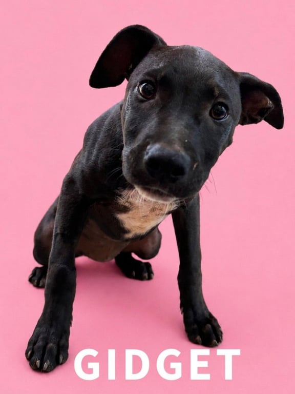 Gidget Image