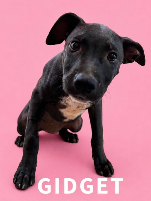 GIDGET - Labrador Retriever / Terrier available for adoption