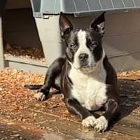 Roxie (Courtesy Post) - Photo 4