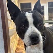 ROXIE (COURTESY POST) - Boston Terrier / Staffordshire Bull Terrier available for adoption
