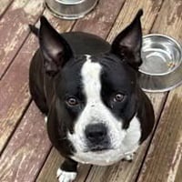 Roxie (Courtesy Post) - Photo 3