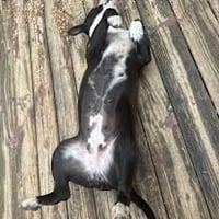 Roxie (Courtesy Post) - Photo 2