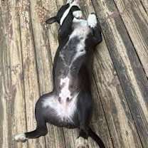 ROXIE (COURTESY POST) - Boston Terrier / Staffordshire Bull Terrier available for adoption