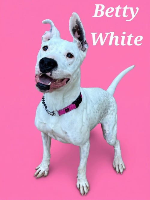 BETTY WHITE - Terrier available for adoption