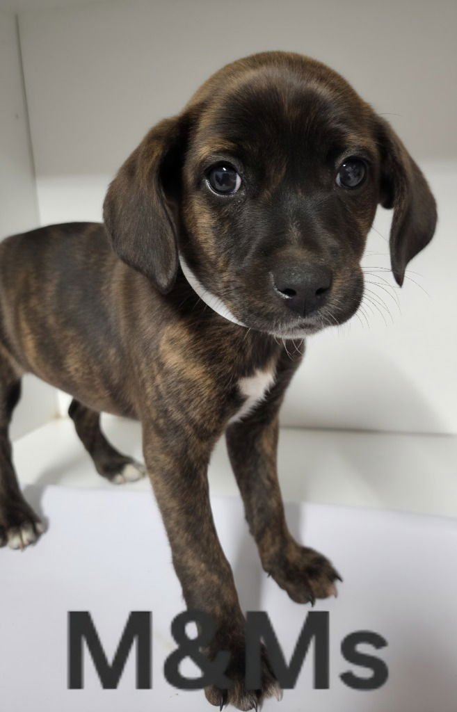 M&M - Terrier available for adoption