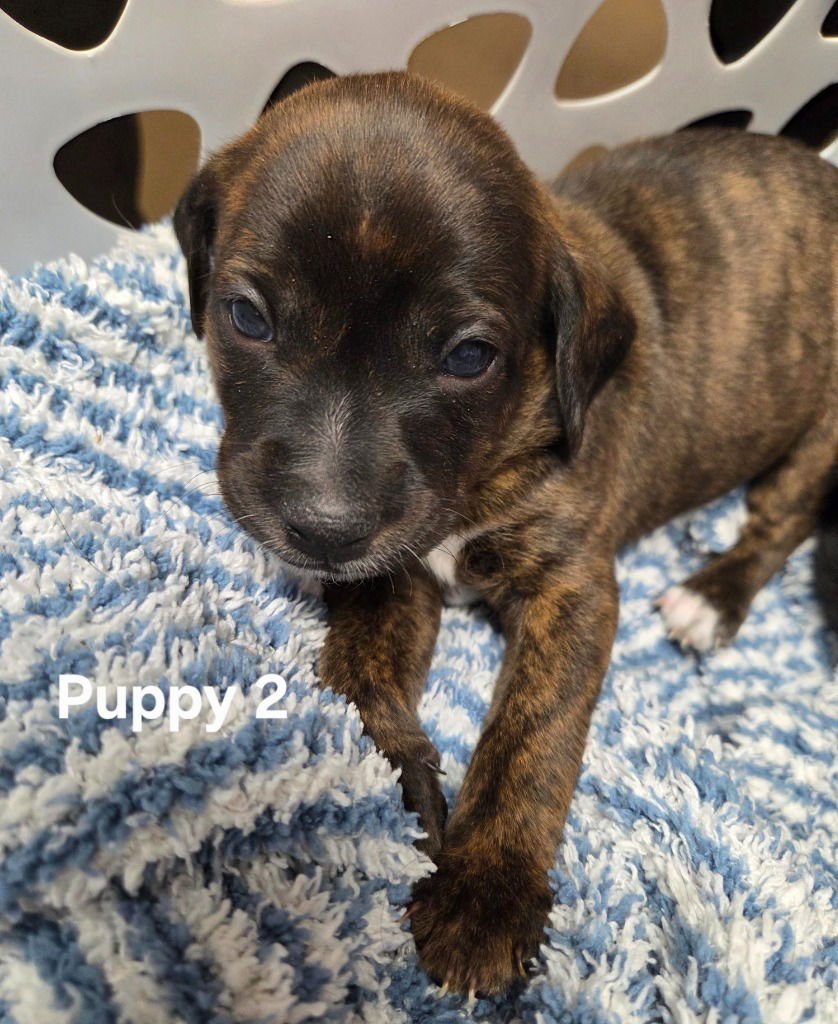 M&M - Terrier available for adoption