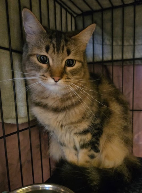 LILY ROSE / RACCOON - Domestic Medium Hair available for adoption
