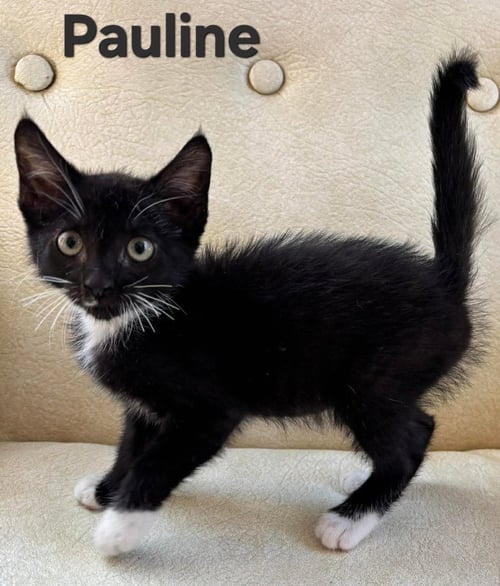 PAULINE - Domestic Short Hair available for adoption