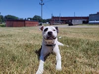 Olive (Courtesy Post) - Photo 4