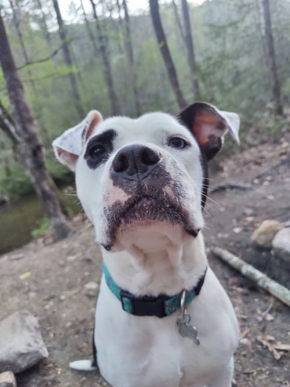Olive (Courtesy Post) Image