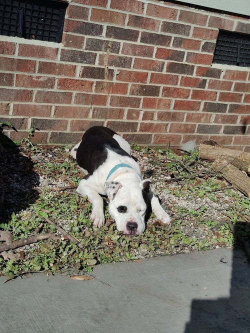 OLIVE (COURTESY POST) - American Bulldog available for adoption