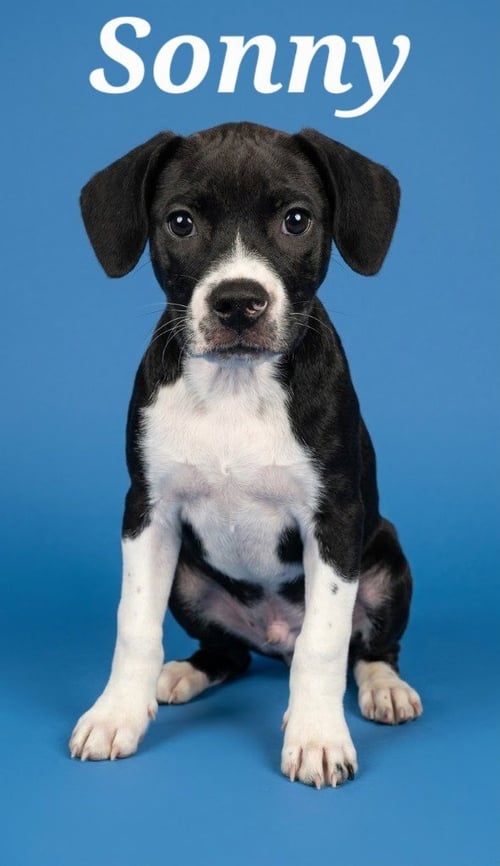 SONNY - Boxer / Labrador Retriever available for adoption
