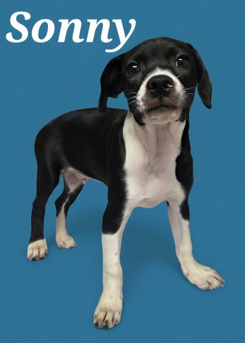 SONNY - Boxer / Labrador Retriever available for adoption