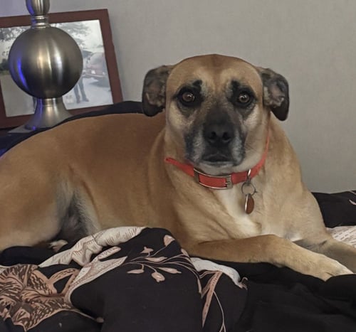 SALLY (COURTESY POST) - Terrier available for adoption