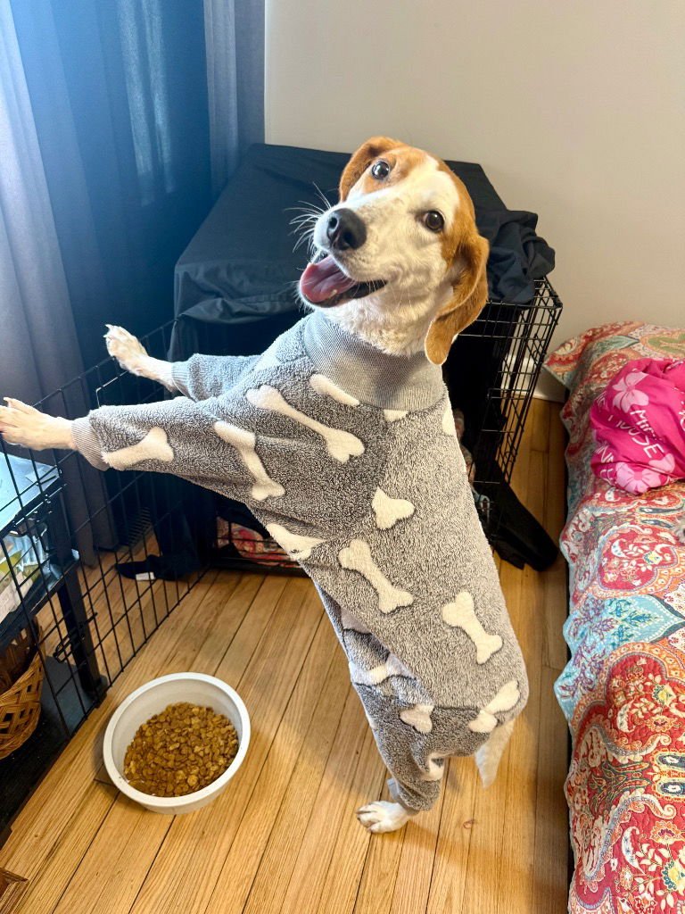 PECAN (COURTESY POST) - Treeing Walker Coonhound available for adoption