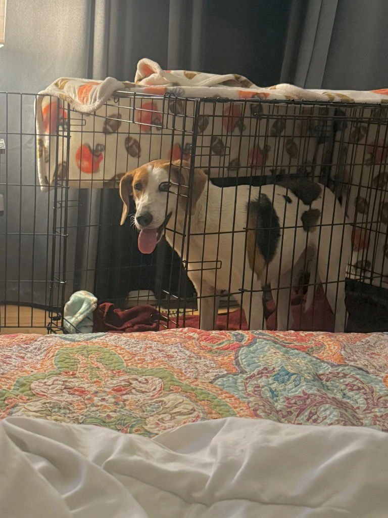 PECAN (COURTESY POST) - Treeing Walker Coonhound available for adoption