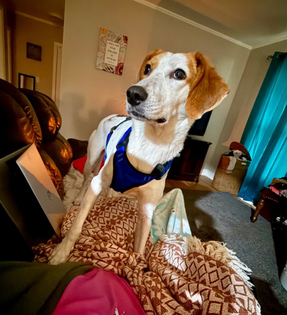 Pecan (Courtesy Post) - Photo 4