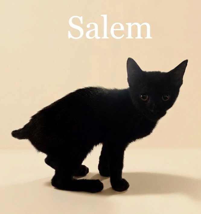 Salem Image