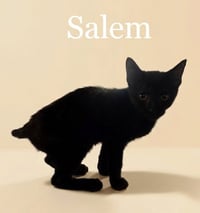 Salem - Photo 1