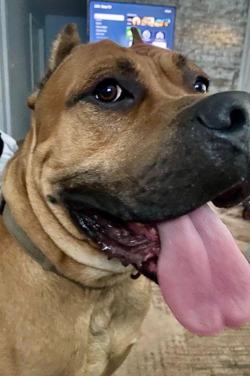 Cane Corso (Courtesy Post) Image